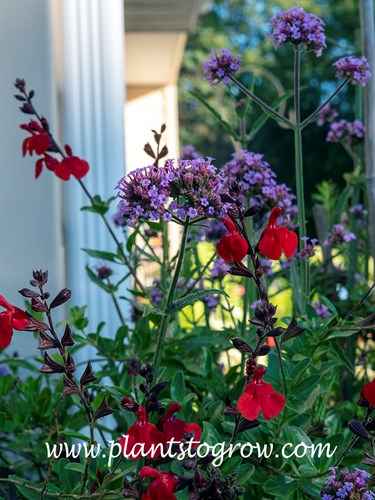 Meteor Showers Verbena (Verbena bonariensis)
growing with Salvia greggii Flame